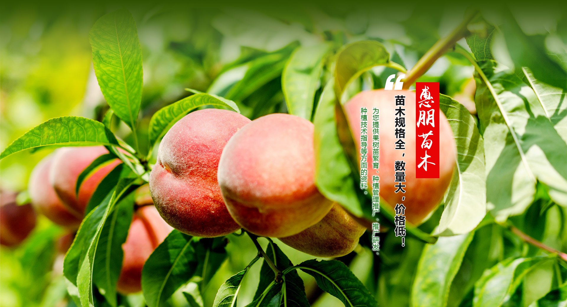 泰安市惠朋苗木有限公司