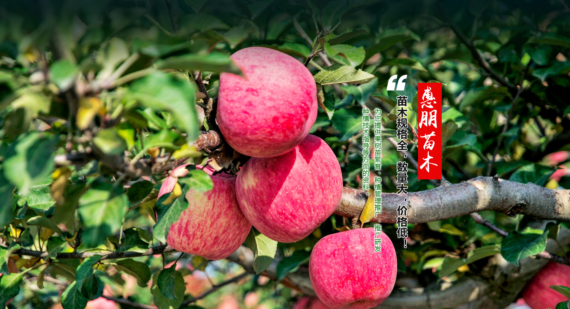 泰安市惠朋苗木有限公司