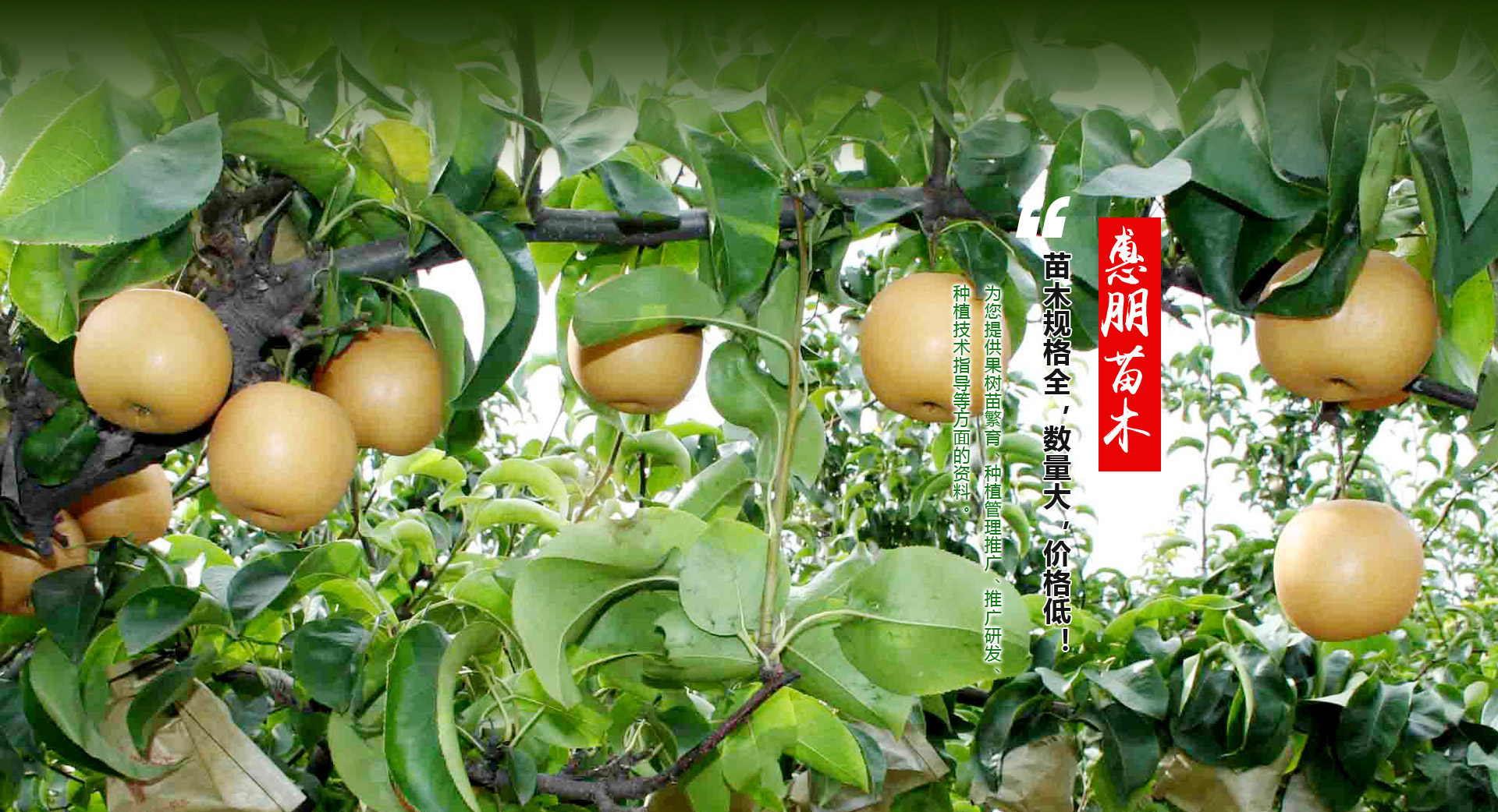 泰安市惠朋苗木有限公司