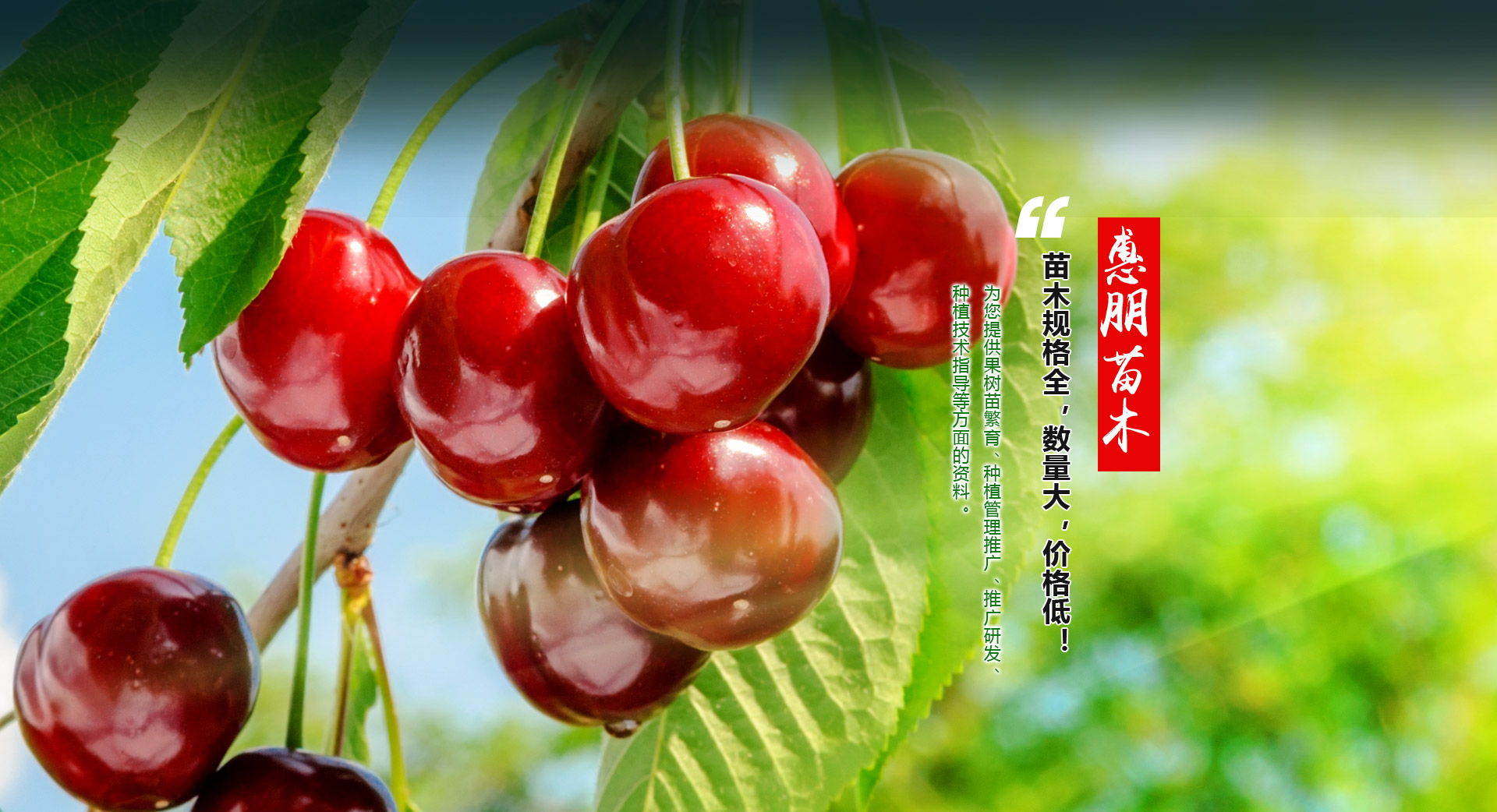 泰安市惠朋苗木有限公司