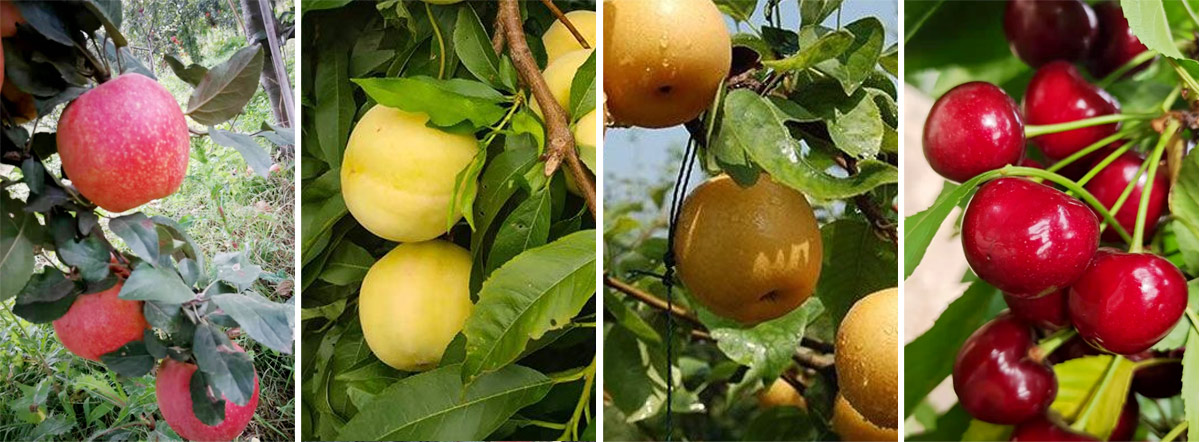 泰安市惠朋苗木有限公司