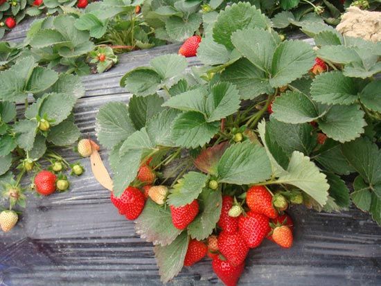 泰安市惠朋苗木有限公司供应品质草莓苗