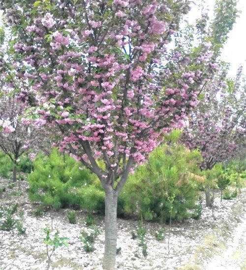 泰安市惠朋苗木有限公司供应品质樱花苗