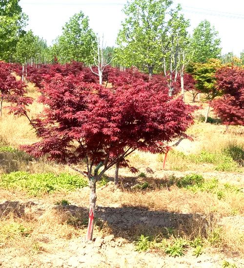 泰安市惠朋苗木有限公司供应品质红枫苗