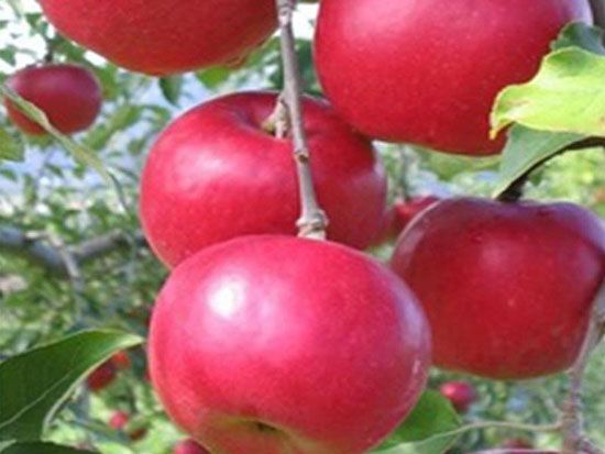 泰安市惠朋苗木有限公司供应品质苹果苗