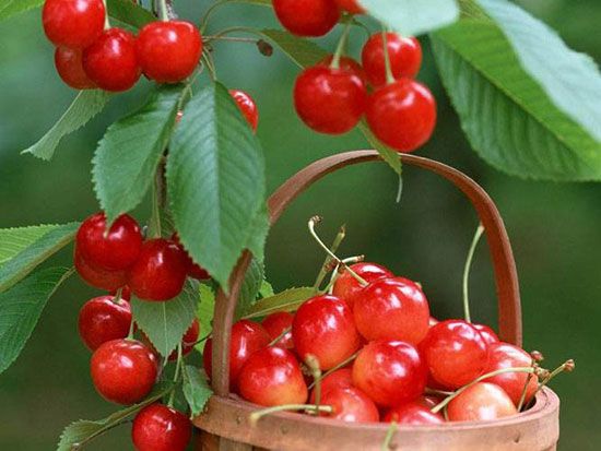 泰安市惠朋苗木有限公司供应品质樱桃苗