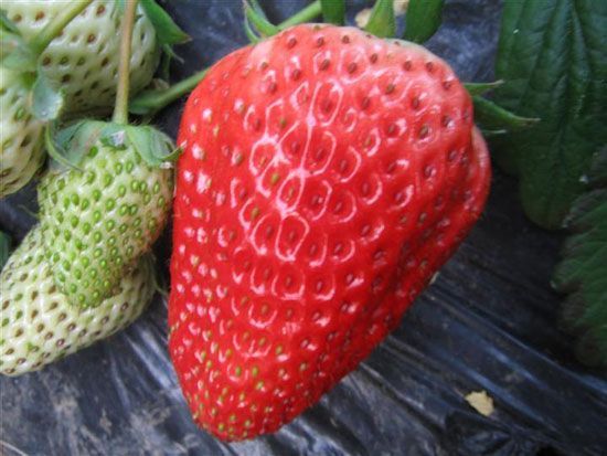 草莓采摘后的管理技术要点