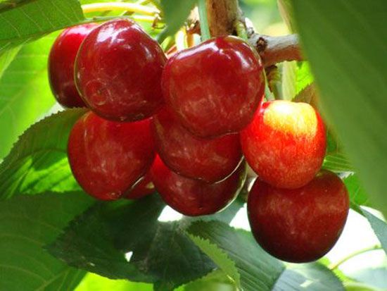 大樱桃肥水管理技术