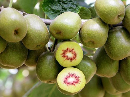 夏季猕猴桃管理需要注意哪些方面？