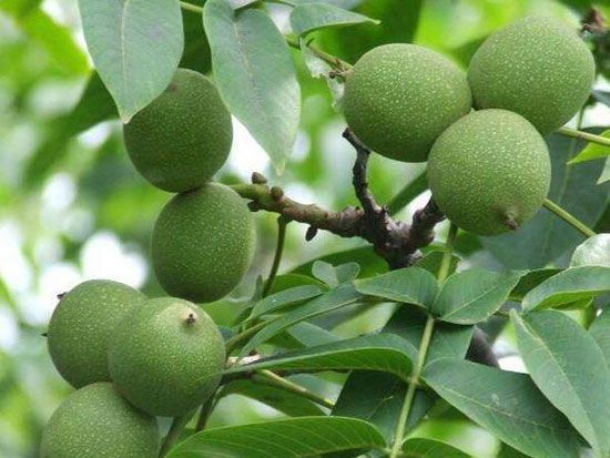 有关秋季核桃树树体修剪技术