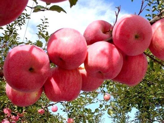 夏季苹果树管理技术要点