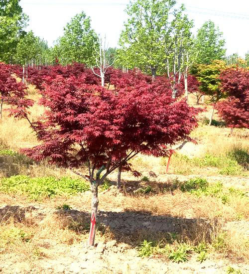 红枫