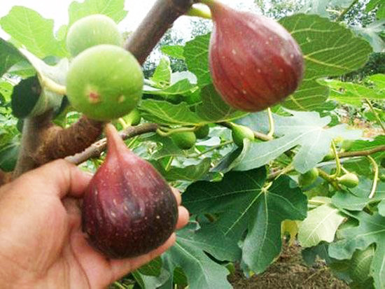 波姬红无花果苗