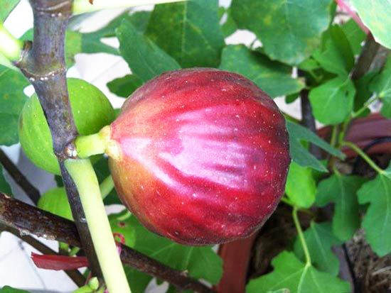 玛斯义陶芬无花果苗