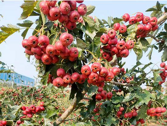 甜红籽山楂