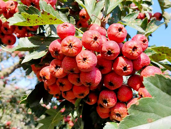 甜红籽山楂