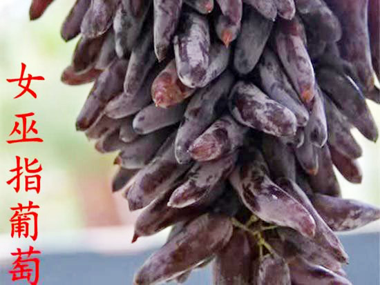 女巫指葡萄