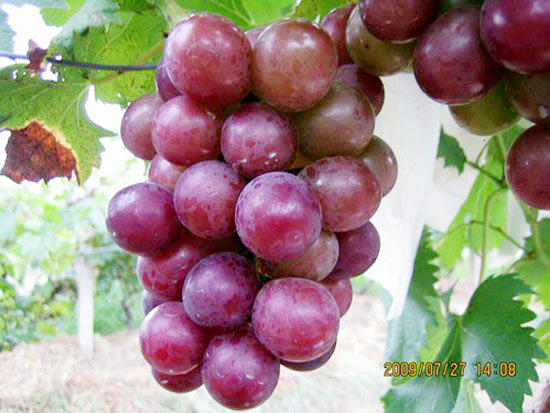 巨峰葡萄