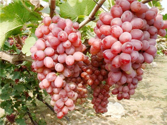 克瑞森无核葡萄