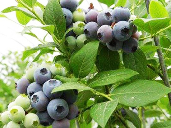 喜来蓝莓苗