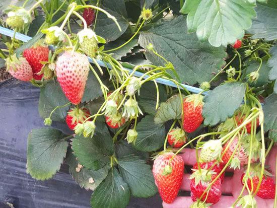 章姬草莓苗