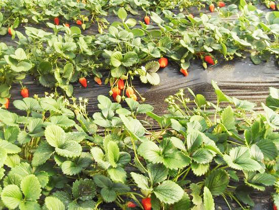 四季草莓苗