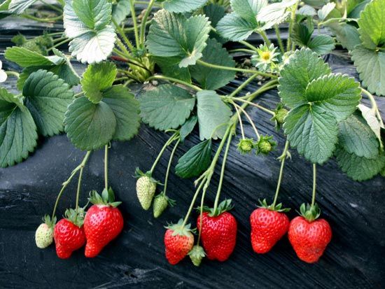 丰香草莓苗