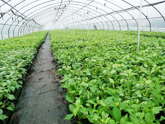 吉塞拉育苗大棚