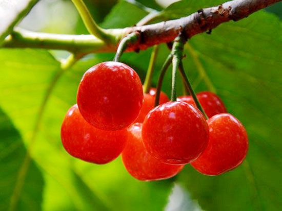 红妃樱桃