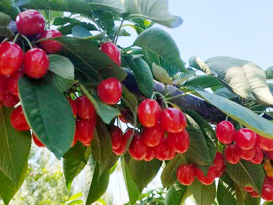 布鲁克斯大樱桃