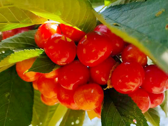 布鲁克斯大樱桃