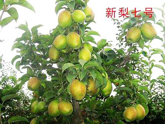新梨7号