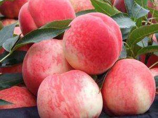 浅谈新移栽桃树促控技术