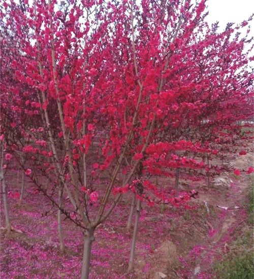 红叶碧桃