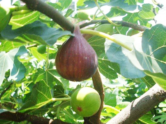 布兰瑞克无花果苗