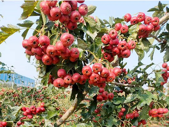 甜红籽山楂