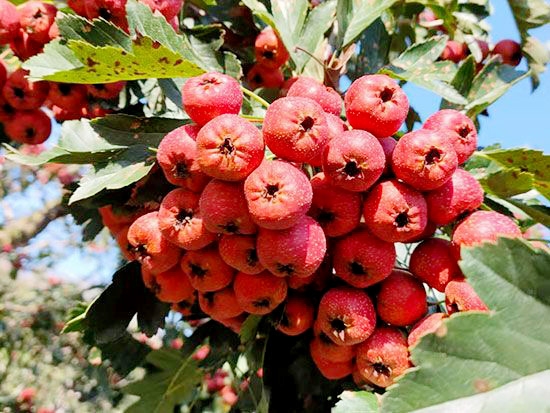甜红籽山楂