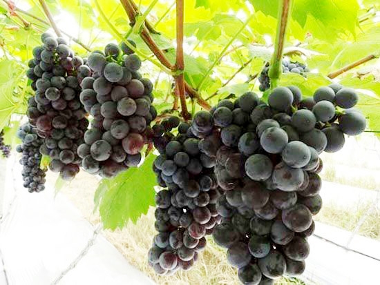 夏黑葡萄