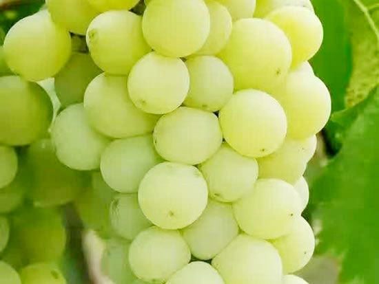 醉金香葡萄
