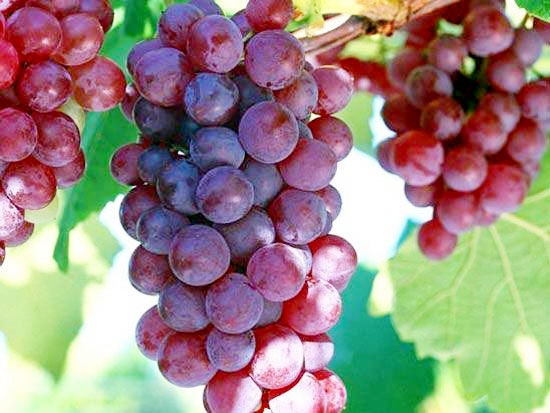 京秀葡萄