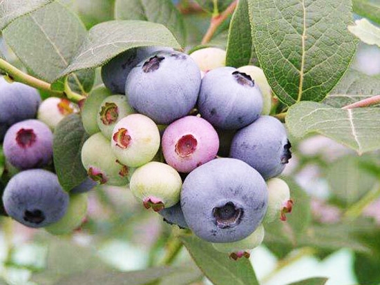 布里吉塔蓝莓苗