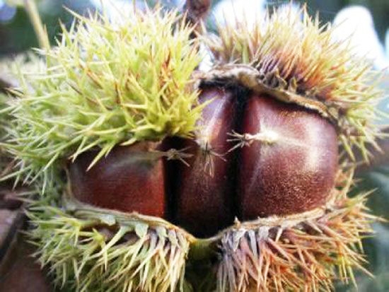 泰山薄壳板栗苗