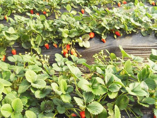 四季草莓苗
