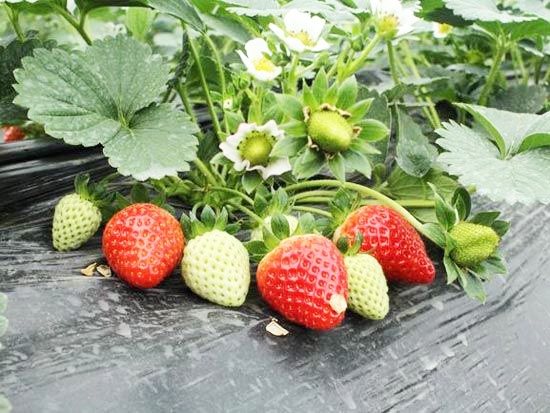 甜宝草莓苗