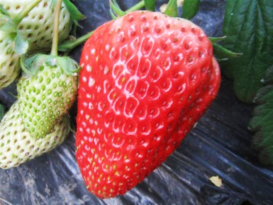 全明星草莓苗