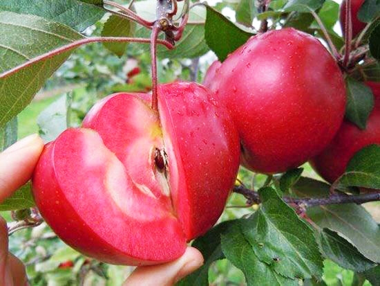 红肉苹果