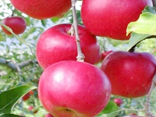 红露苹果