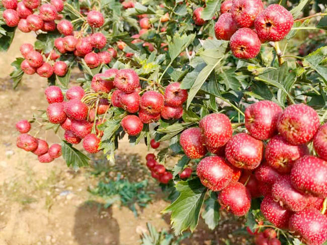 甜红仔山楂树苗