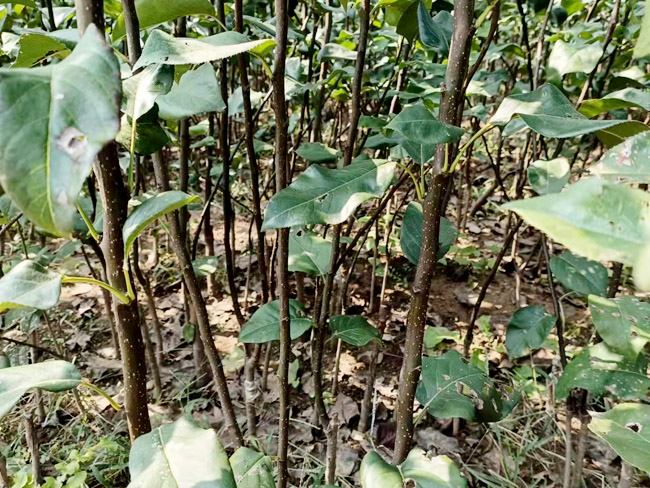 梨树苗