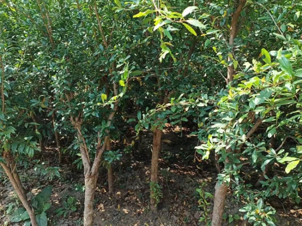 石榴树苗